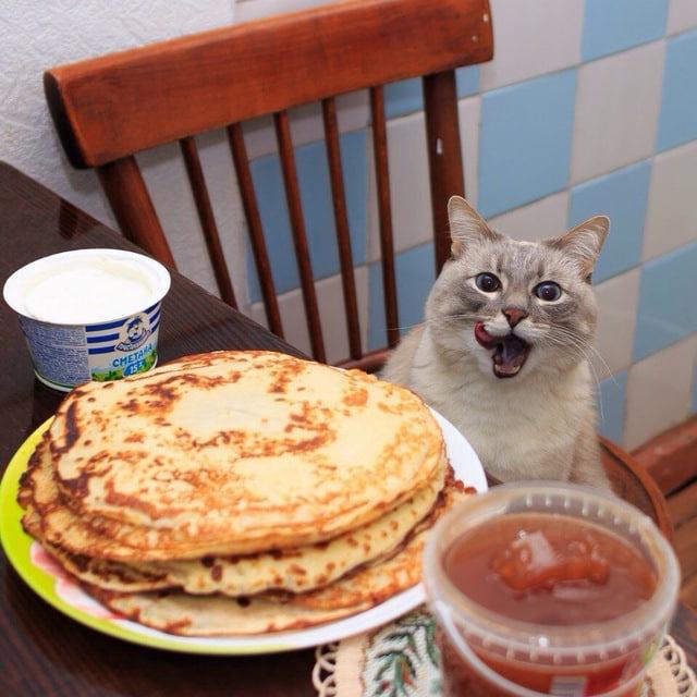 Илья — кот с блинами, легенда